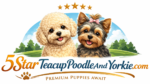 5starteacuppoodleandyorkie.com